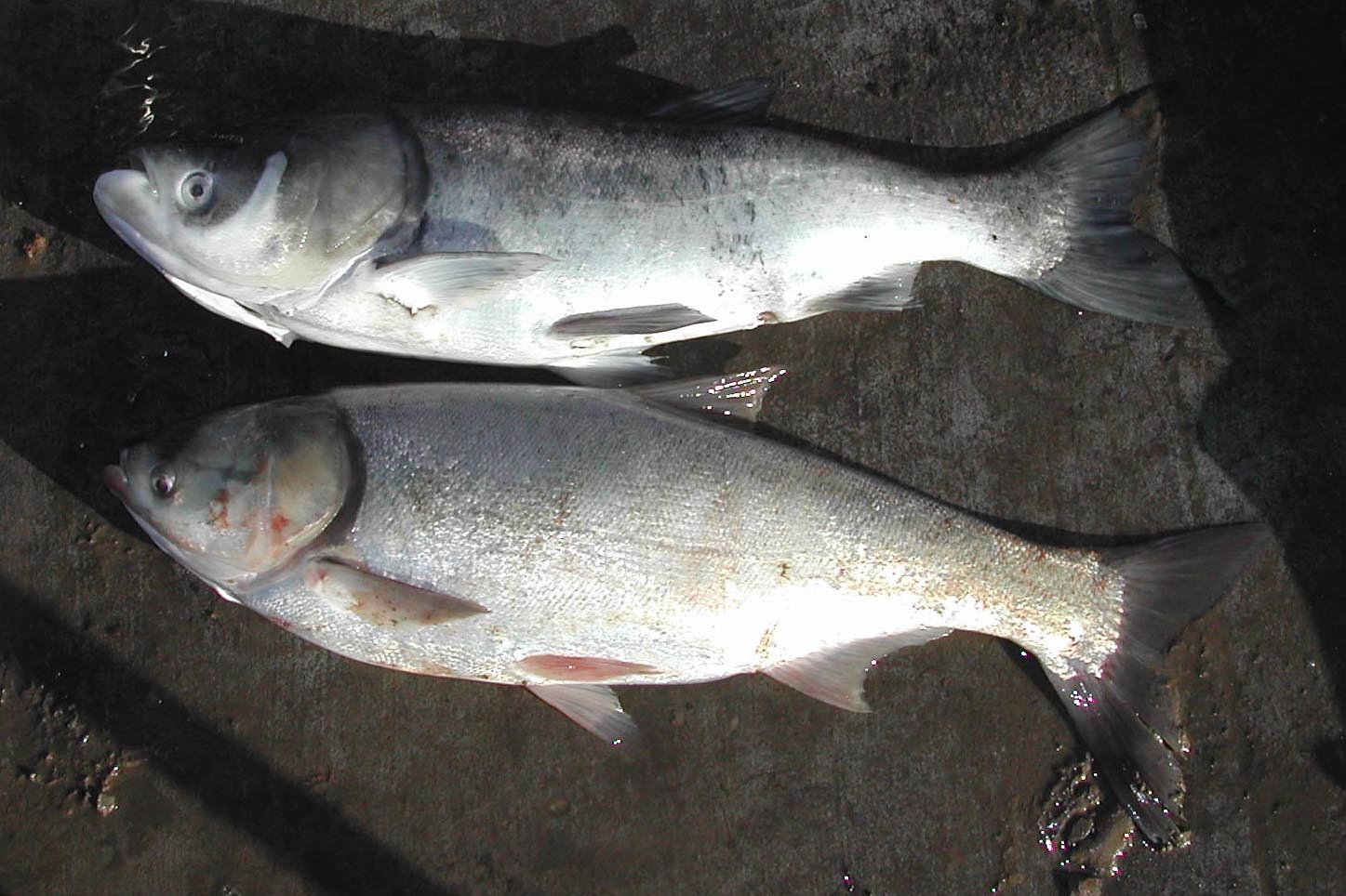 Bighead Carp Fish